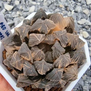 Haworthia Red Cooperi Variegated
