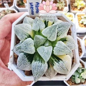Haworthia Pygmaea Hagiwara Variegated