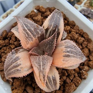 Haworthia Mystic Powers Variegated
