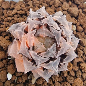 Haworthia Red Stone Variegated