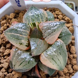 Haworthia KAURIJIMA Variegated