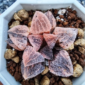 Haworthia Yoroi Variegated_EU Seller_Ship Worldwide