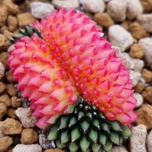 Gymnocalycium Cristata sin espinas abigarrado