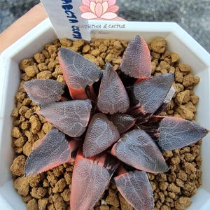 Haworthia Correcta Cupid Variegated
