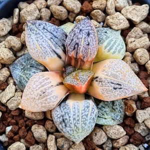 Haworthia Picta Totoro Variegated_EU Seller