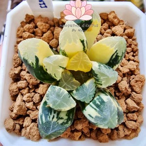Haworthia Maughanii Variegated