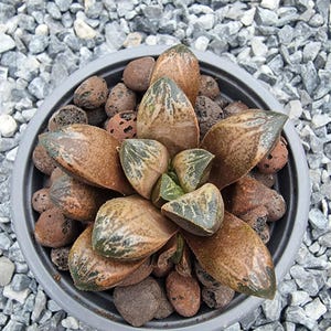 Haworthia Hybrid