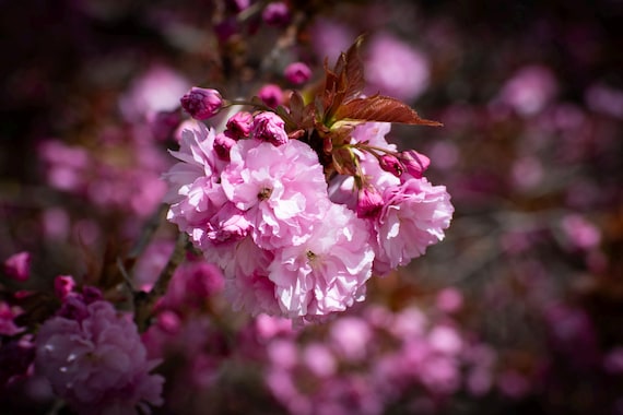 Flowers 2