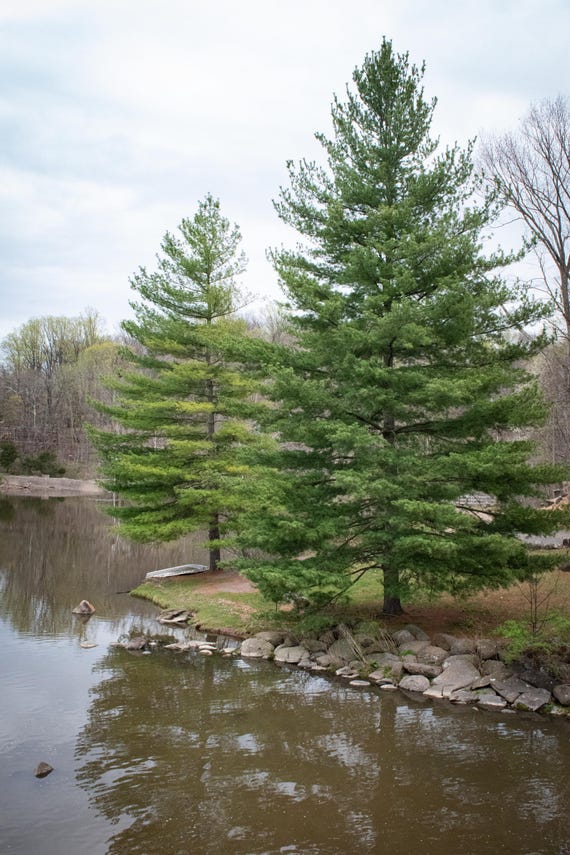 Nature and Trees