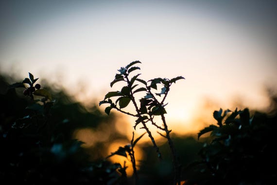 Plants