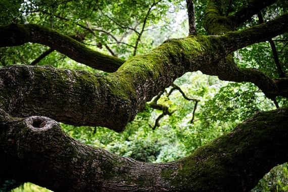 Trees 2