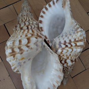 Può includere: Tre conchiglie nei toni naturali del crema, marrone e beige, con motivi dettagliati. Le conchiglie sono disposte su una superficie di legno, evidenziando le loro forme e trame uniche. L'immagine mostra la bellezza naturale delle conchiglie.