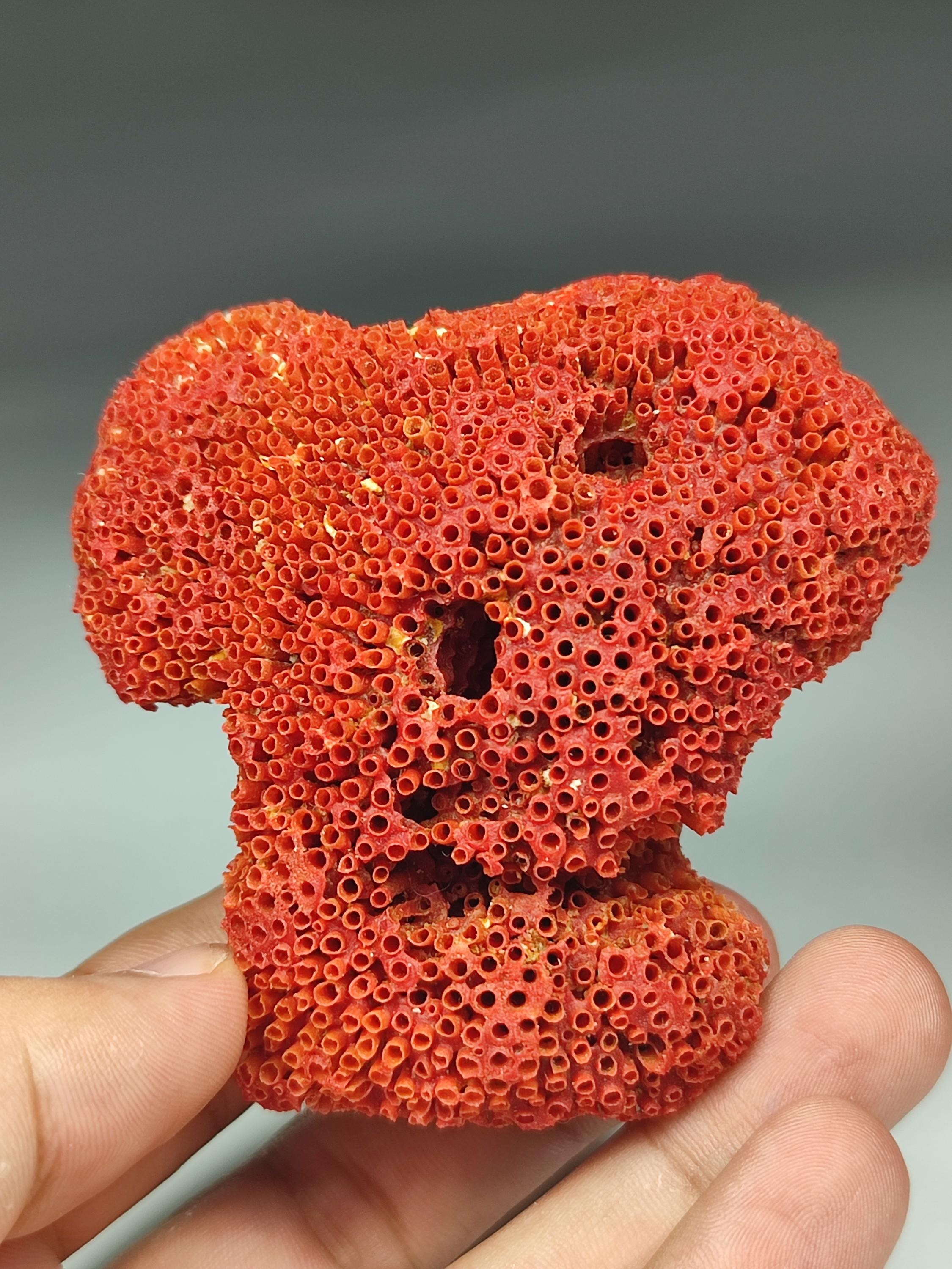 Natural Red Coral Specimen From Pakistan. 