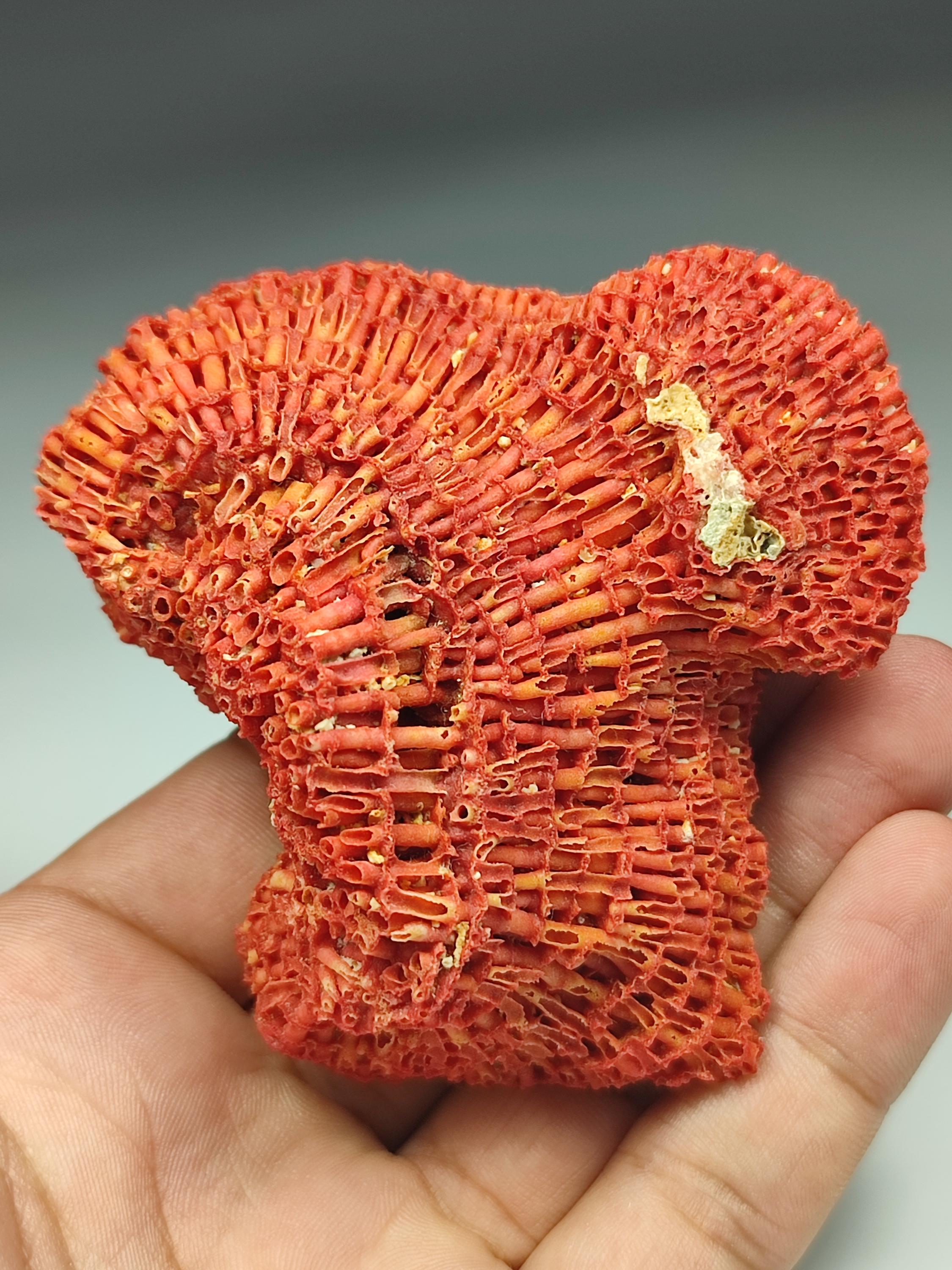 Natural Red Coral Specimen From Pakistan. 