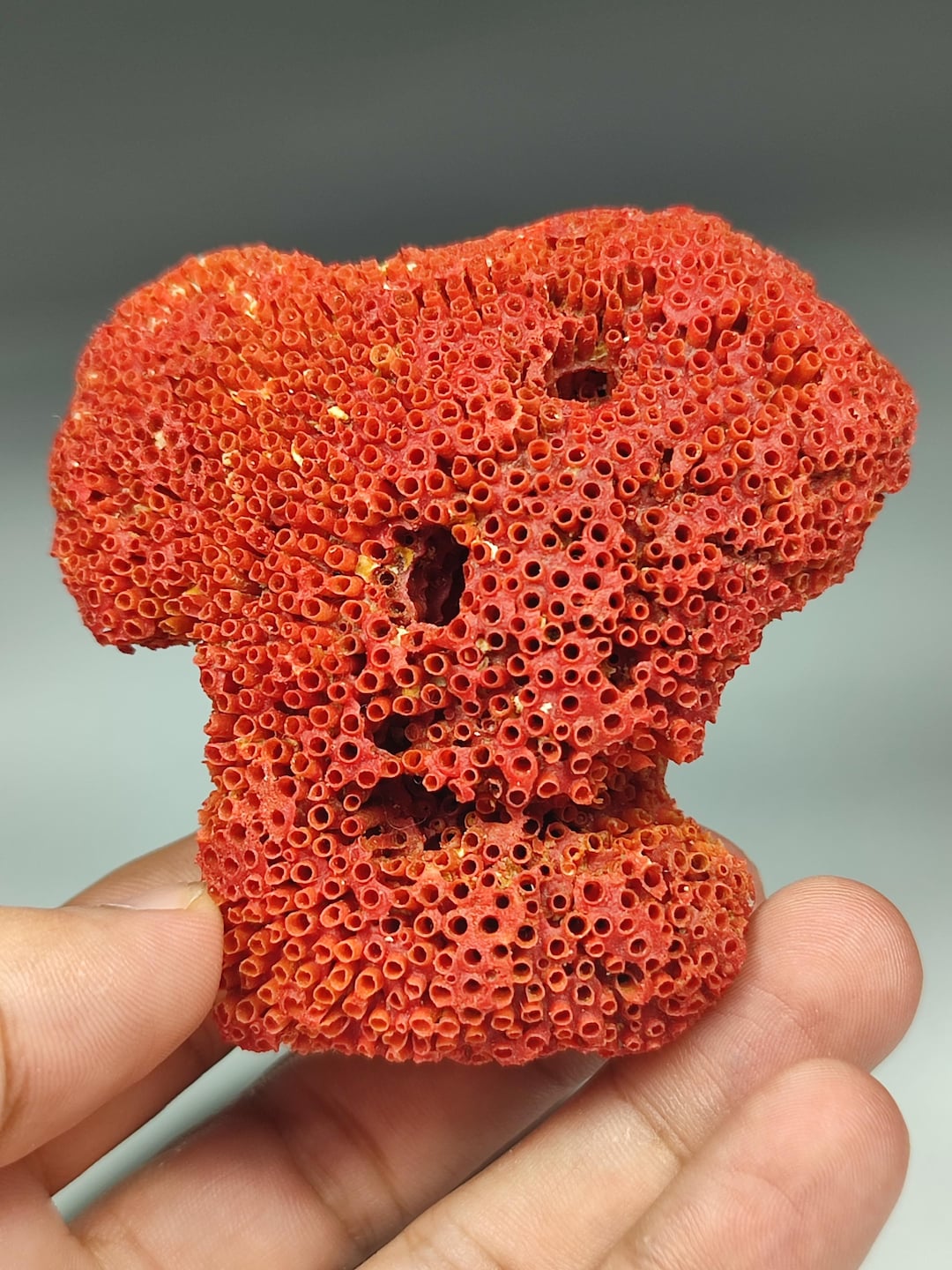 Natural Red Coral Specimen From Pakistan. 