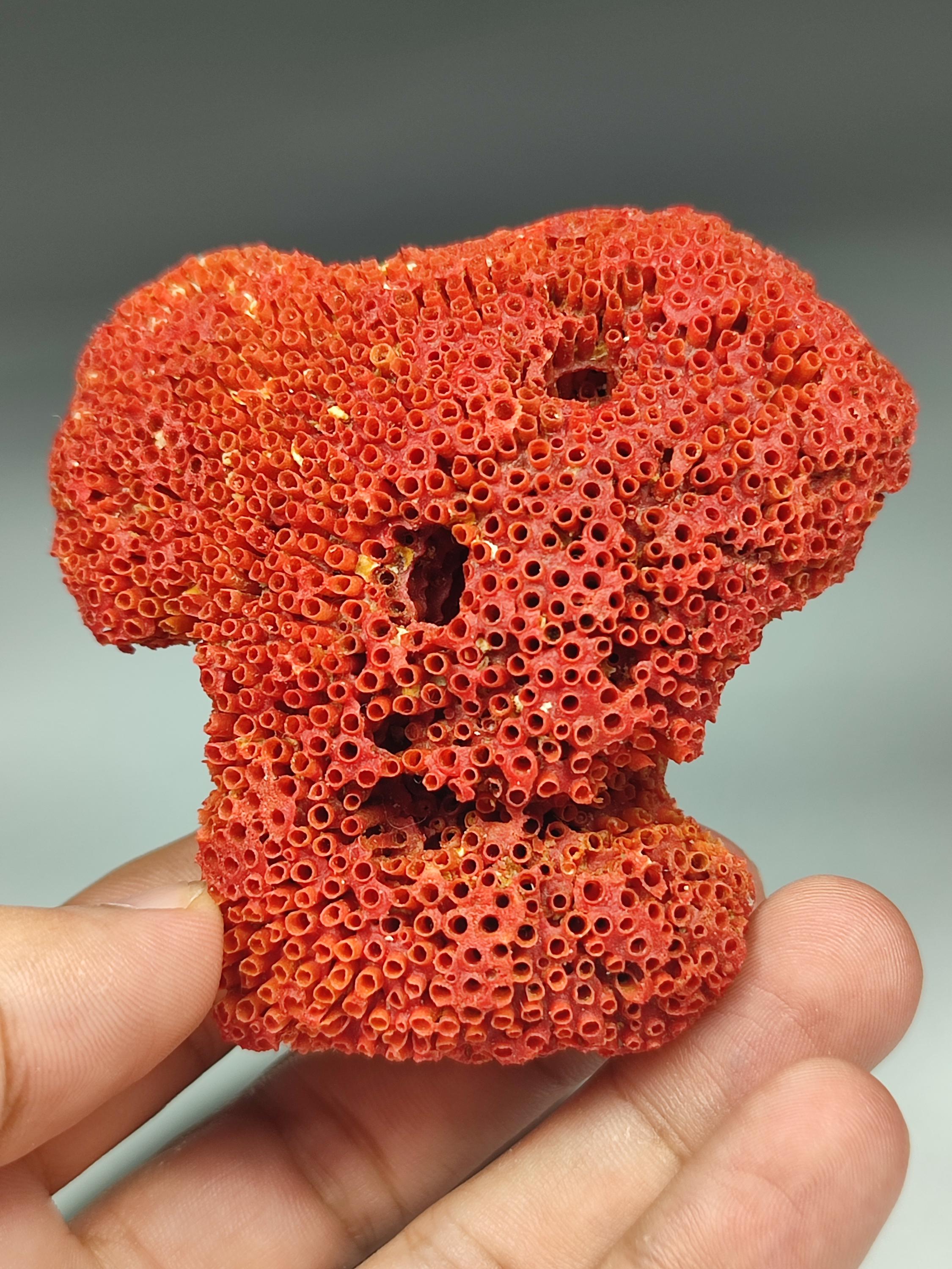Natural Red Coral Specimen From Pakistan. 