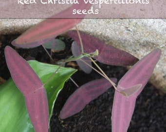 Everything needed to grow delivered to your door! Christia Vespertilionis Sprout Set