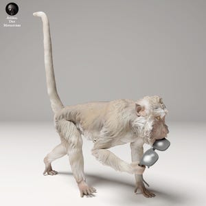 Puede incluir: Escultura detallada de un mono de color beige claro, sosteniendo un par de gafas de sol plateadas. El mono tiene una cola larga y erguida y está posado sobre sus cuatro extremidades. La escultura está etiquetada como "Animal Den Miniatures".