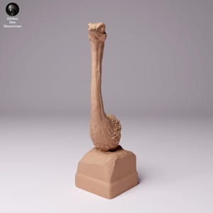 North African Ostrich Bust – 3D Printed Model - Unpainted - Animals Miniatures - Resin