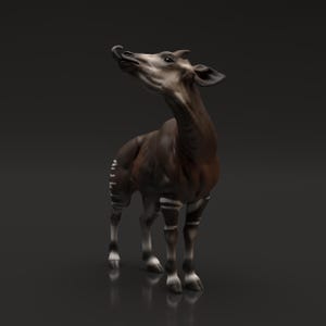May include: A 3D rendering of an okapi, a mammal with a brown body, white and brown striped legs, and a long neck. The okapi is looking up with its tongue out. The background is a dark grey.