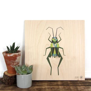 Cricket Print | Insect Print | Specimen | Botanical illustration - Plywood wood, Wall art