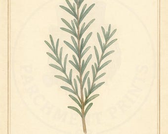 Vintage Rosemary Herb Print - Botanical Wall Art Printable