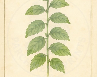 Vintage Mint Herb Print - Botanical Wall Art Printable
