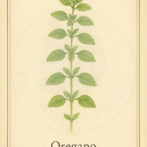 Vintage Oregano Herb Print — Botanical Wall Art Printable