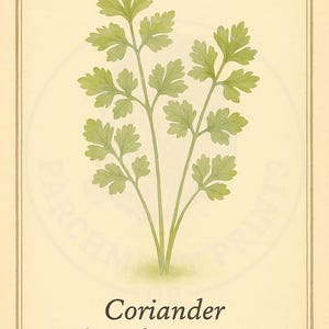 Vintage Coriander Herb Print — Botanical Wall Art Printable