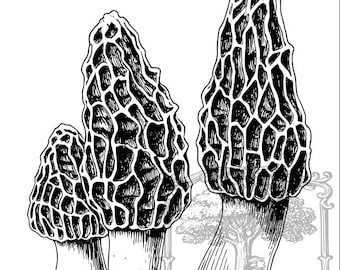 以下が含まれることがあります： 3つのアミガサタケの白黒イラスト。キノコはハニカムのような質感の傘を持ち、詳細な陰影で描かれています。「TheTreeBaron」の文字が装飾フレーム内に含まれています。