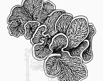 以下が含まれることがあります： 黒と白のイラストで、ヒラタケの房を描いています。詳細な図面は、キノコの質感のある表面と複雑なパターンを示しています。「The Tree Baron」の文字が下にあります。