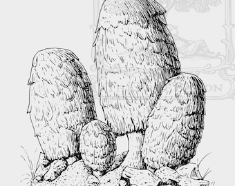 Shaggy Mane Ink Art. Digital Download