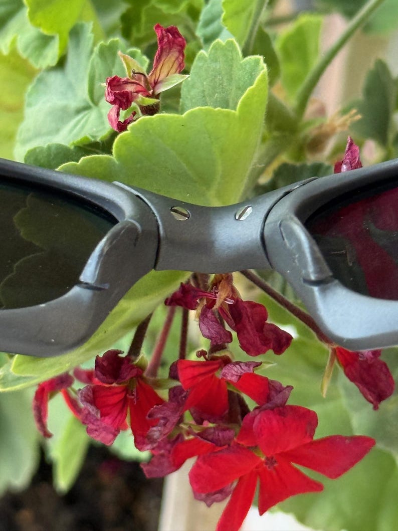 May include: Close-up of grey sunglasses with dark lenses, set against a backdrop of green leaves and vibrant red flowers. The sunglasses have a modern, angular design. The flowers add a pop of colour.