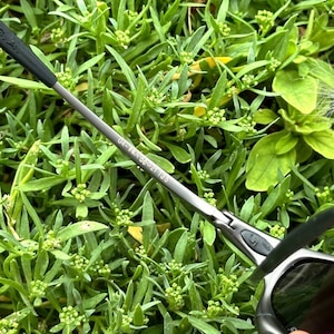 May include: Close-up of a pair of sunglasses with a gray metal frame and dark lenses. The text "04-TEA 56021 135" is printed on the temple. The sunglasses are set against a background of green foliage.