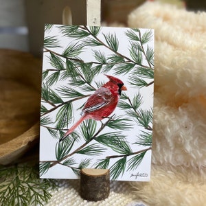 Cardinal dans le pin Tirage d’art 5 x 7 avec porte-souche