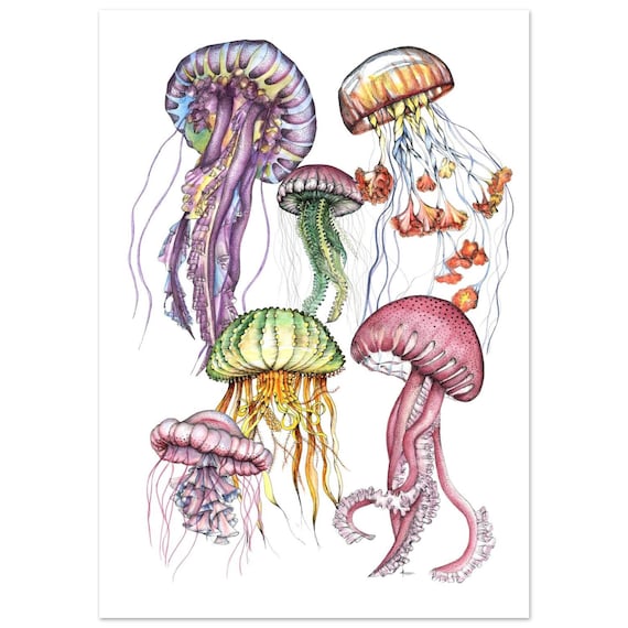 Lámina Composición de Medusas: Ilustración  en Acuarela y Tinta (Giclée)