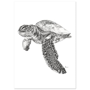 Turtle - black and white - 1