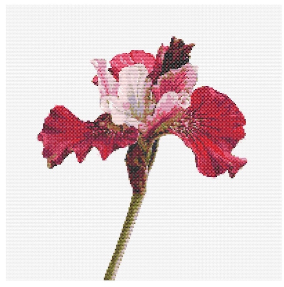 Patrón Punto de Cruz Botánico - "Iris Germánica" - PDF de Descarga Inmediata