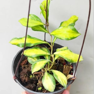 Hoya Bakoensis - Etsy