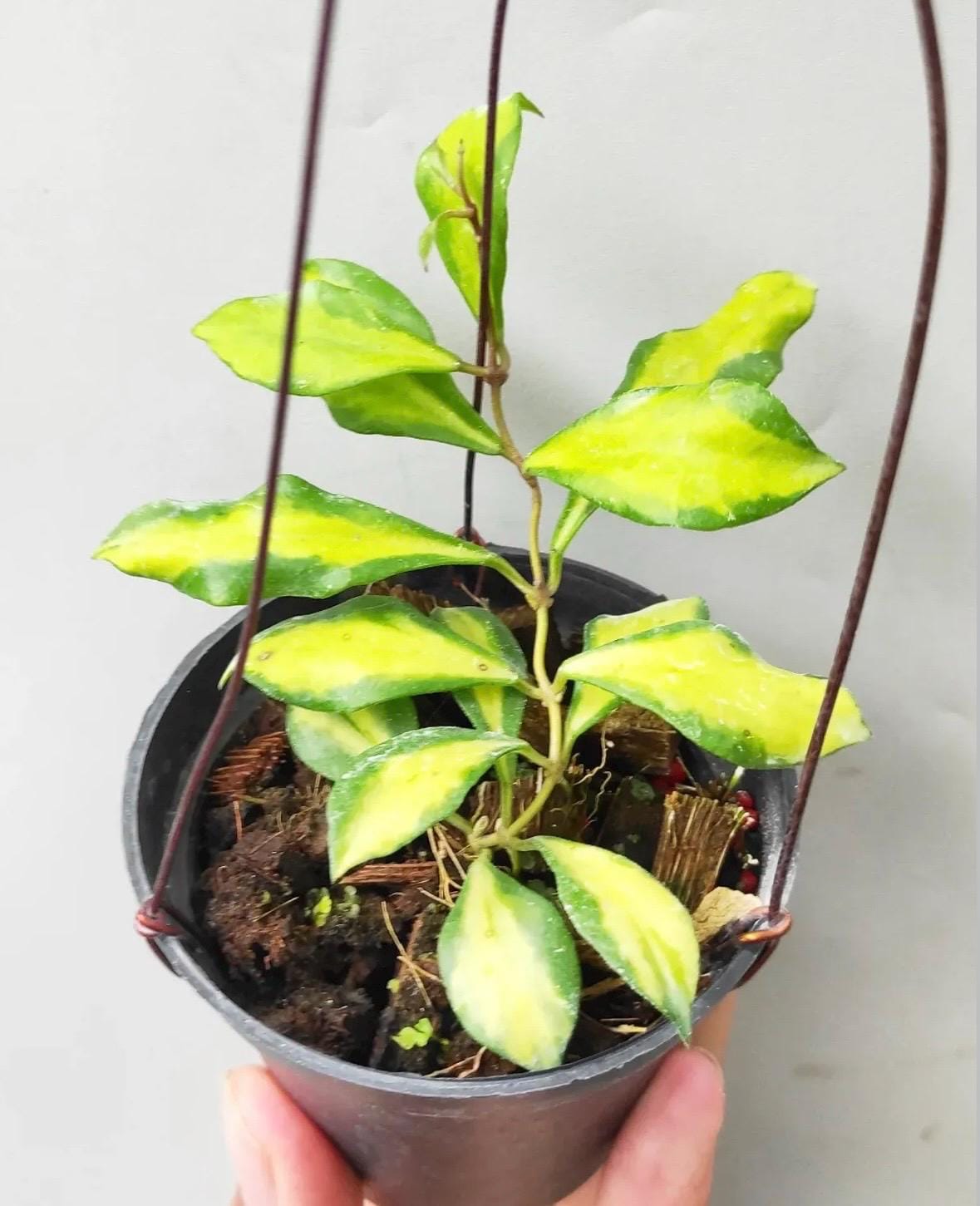 Hoya bakoensis variegated 　4~５センチカップ植え Hoya bakoensis variegated 4~5センチカップ植え