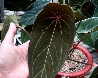 アンスリウム エース オブ スペード (AOS) x レッド ベイン ダーク