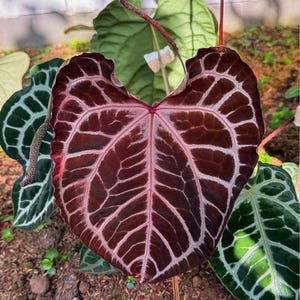 Anthurium zara x anthurium michelle - Etsy 日本