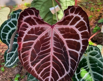 Anthurium (Michelle x Zara) x Besseae aff. 'Bingo' seedling