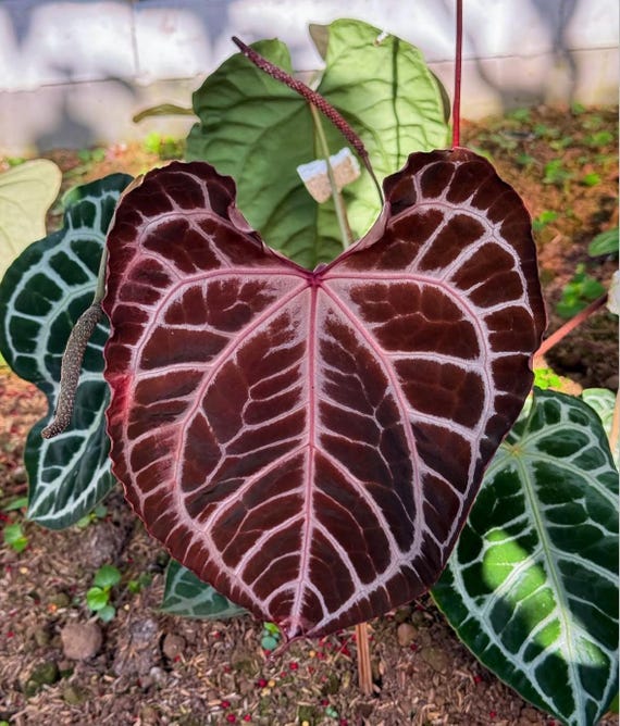 Rare Hybrid Anthurium Crystallinum Muchlis X Red Crystallinum NSE