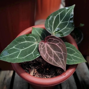 Anthurium crystallinum red - Etsy 日本