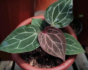 Anthurium HU KOS X Red Crystall - Etsy Israel