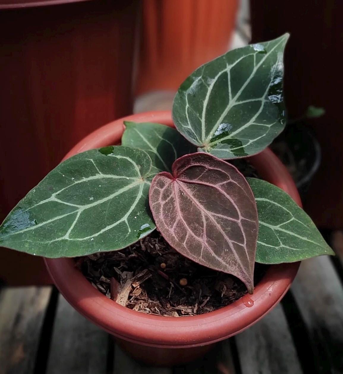 Anthurium crystallinum red - Etsy 日本