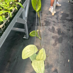 Hoya glabra - Etsy 日本