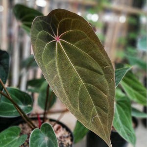 Anthurium red spider - Etsy 日本