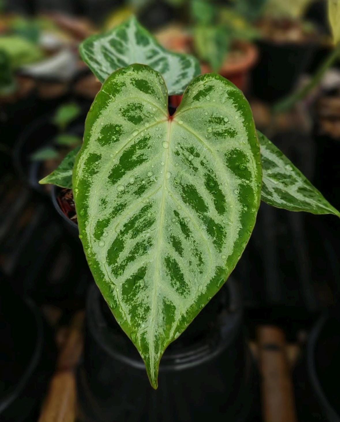 o*n様 【厳選株】アンスリウム シルバーバタフライ silver butter o*n様 【厳選株】アンスリウム シルバーバタフライ silver